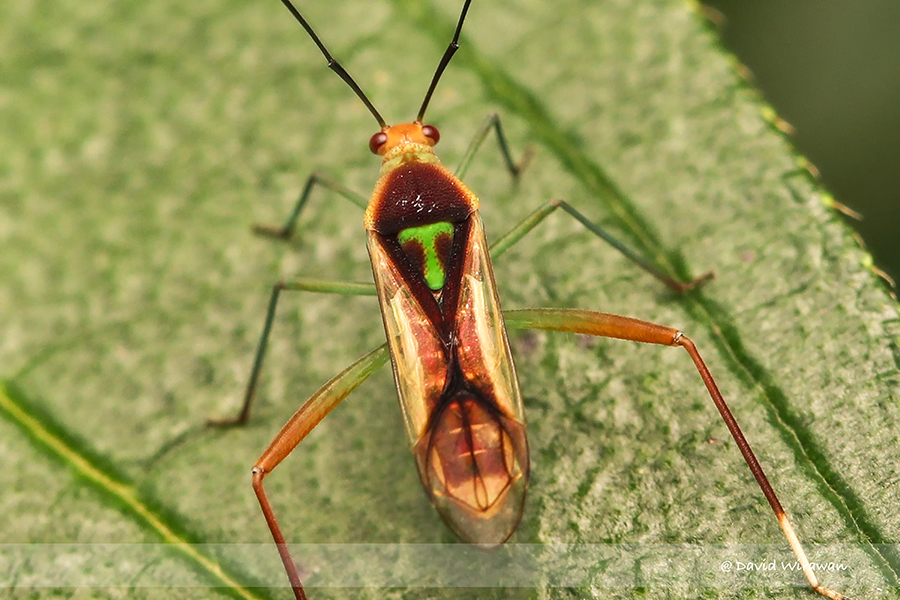 Green T Bug - Macrolonius sobrinus - Singapore Geographic