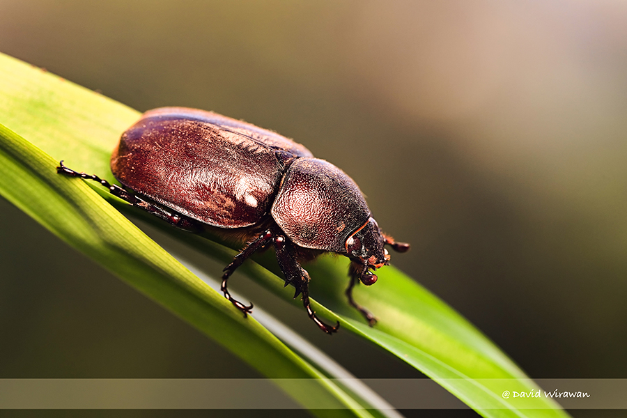 Rhinoceros Beetle - Singapore Geographic