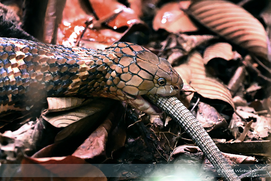 King Cobra attacking Monitor Lizard - Singapore Geographic