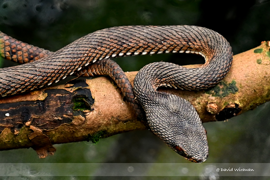 Mangrove Pit-Viper - Singapore Geographic