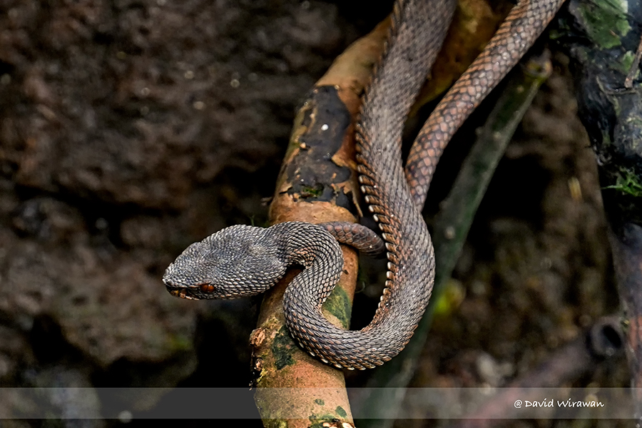 Mangrove Pit-Viper - Singapore Geographic