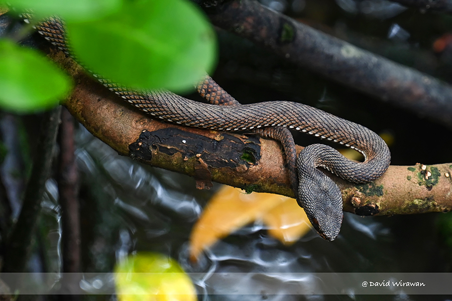 Mangrove Pit-Viper - Singapore Geographic