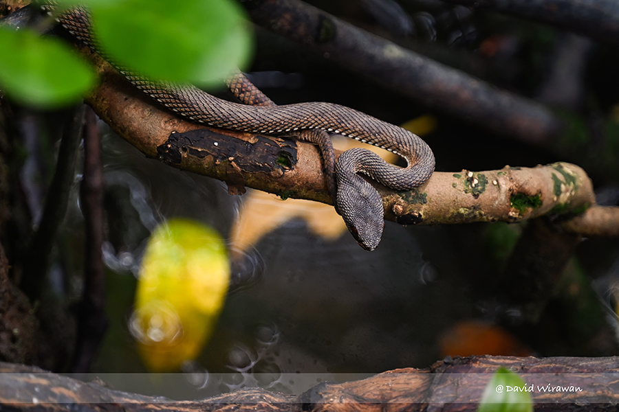 Mangrove Pit-Viper - Singapore Geographic