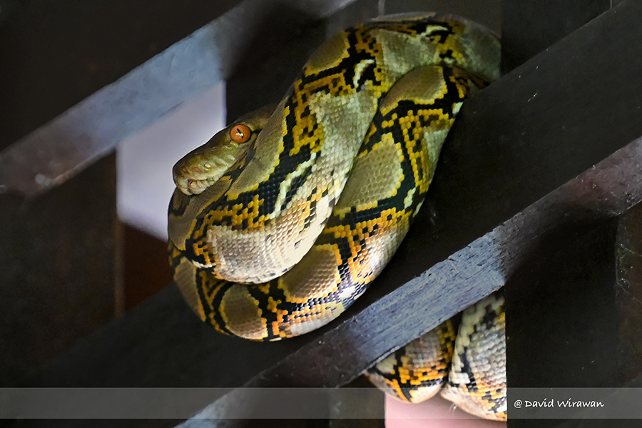 Reticulated Python Singapore Geographic