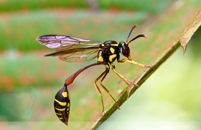 Bee - Wasp - Hornet Archives - Singapore Geographic