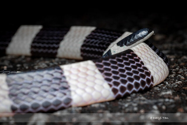 Banded Krait - Singapore Geographic