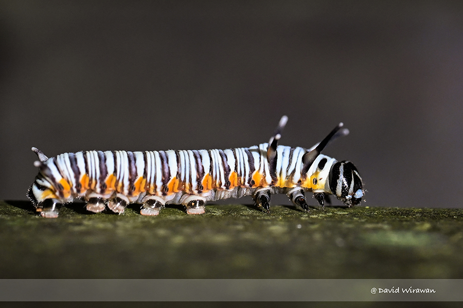 King Crow Caterpillar Singapore Geographic