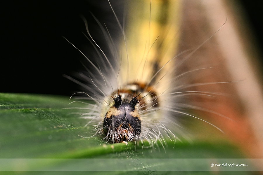 Palm King Caterpillar - Singapore Geographic