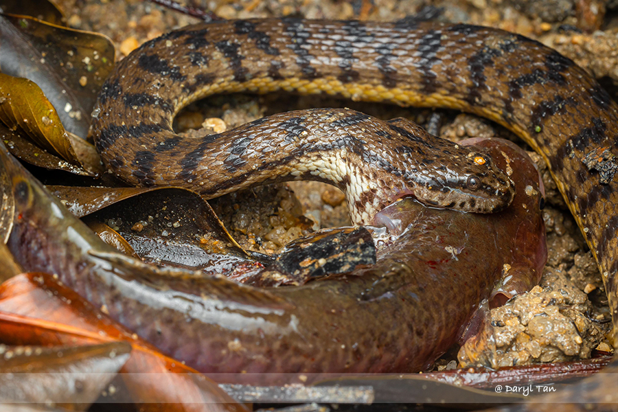 Ladder Gudgeon bitten by a Dog-faced water snake - Singapore Geographic