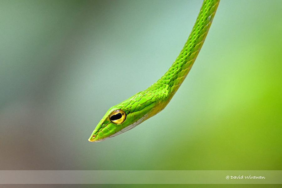 Bigeye Green Whip Snake - Singapore Geographic