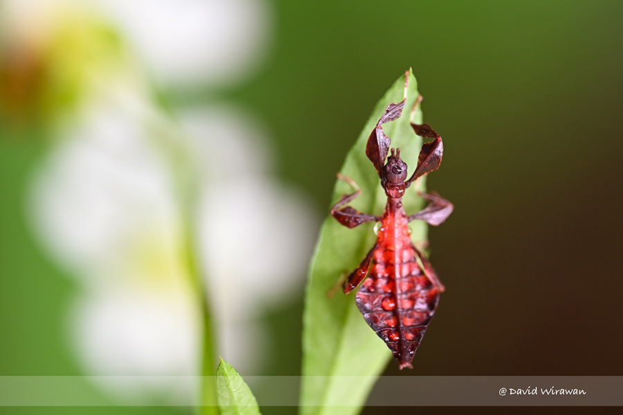 Leaf insect nymph (Phylliidae) - Singapore Geographic