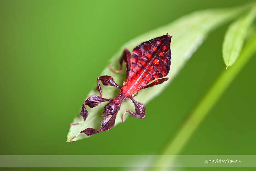 Leaf insect nymph (Phylliidae) - Singapore Geographic