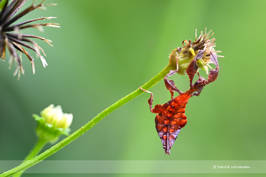 Leaf insect nymph (Phylliidae) - Singapore Geographic