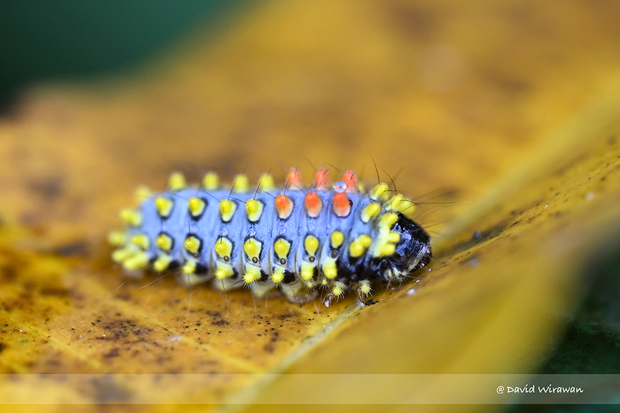 Cyclosia Papilionaris Caterpillar Singapore Geographic