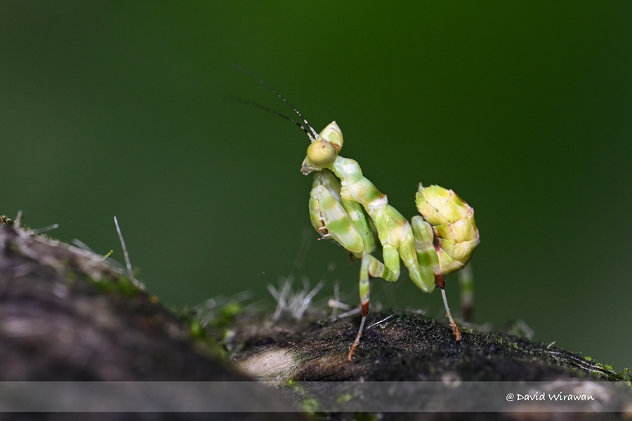 Banded Flower Mantis - Singapore Geographic