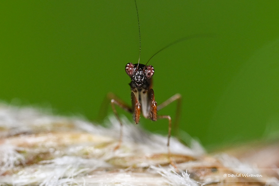 Boxer Mantis - Astyliasula sp - Singapore Geographic