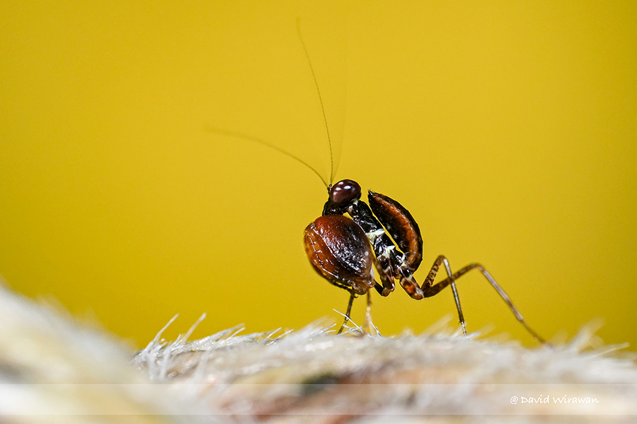 Boxer Mantis - Astyliasula sp - Singapore Geographic